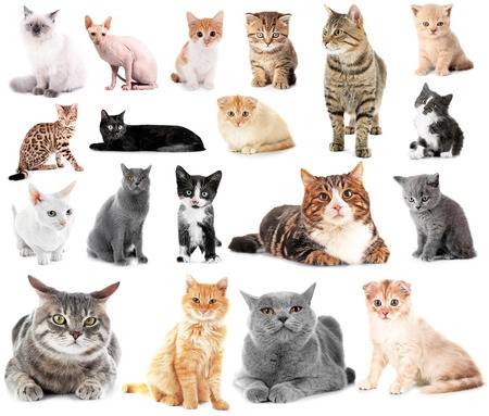Самые красивые клички кошкам мальчикам, редкие имена котятам, имя со значением, какое мужское дать коту, список прозвищ по алфавиту 2023